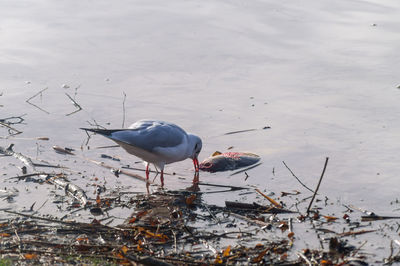 Birds in water