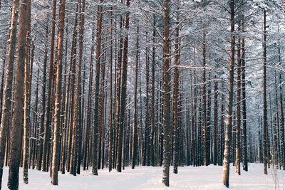 Panoramic view of pine trees in forest during winter