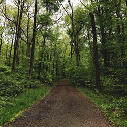 Empty road amidst trees in forest