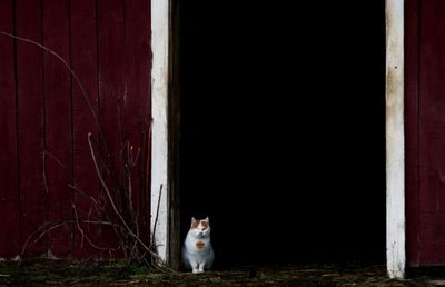 Cat sitting in barn