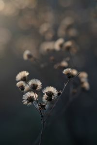 Close-up of white flowering plant