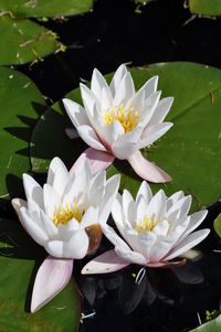 Close-up of lotus water lily in lake