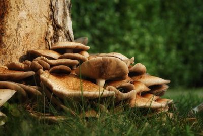 Close-up of mushrooms on tree trunk