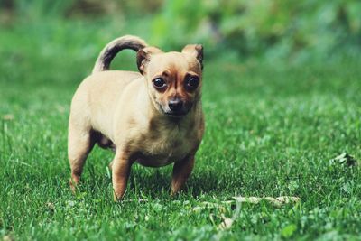 Portrait of chug puppy standing on grassy field