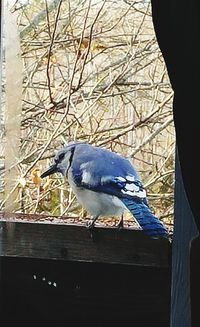 Close-up of bird perching on tree