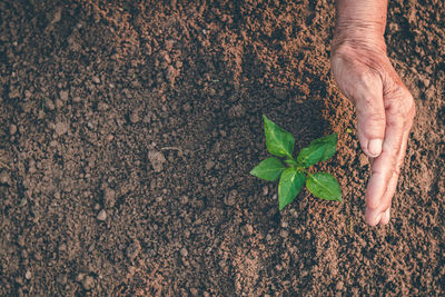 High angle view of hand holding plant