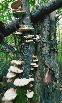 Close-up of mushrooms growing on tree trunk