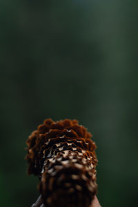 Close-up of pine cone