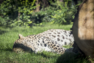 Close-up of leopard sleeping on grassy field at budapest zoo and botanical garden