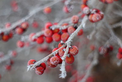 Close-up of frozen plant