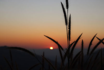 Close-up of silhouette plants against sunset sky