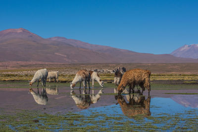 Llamas grazing by lake against mountains