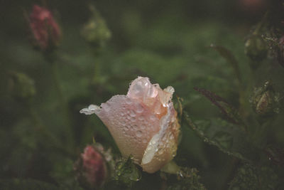 Close-up of water drops on flower