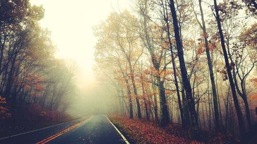 Road amidst bare trees against sky