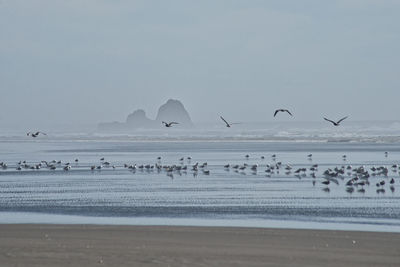 Birds flying over beach against clear sky