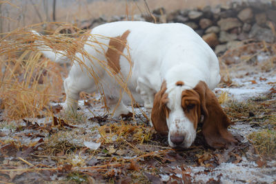 View of a dog relaxing on field