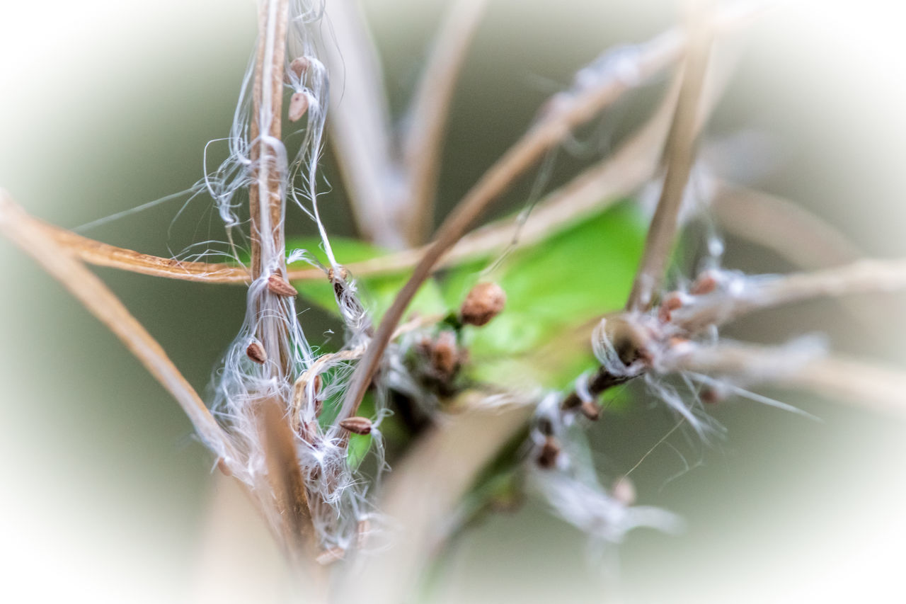 CLOSE-UP OF SPIDER IN WEB