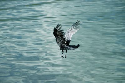 Close-up of raven flying over sea