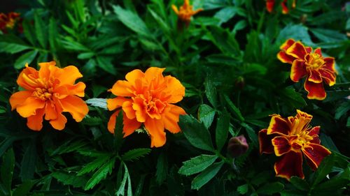 Close-up of orange marigold flowers blooming outdoors