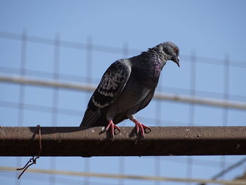 Low angle view of bird perching on railing against sky