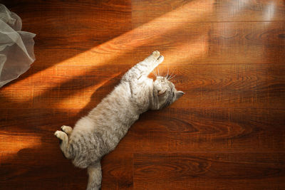 Cat sleeping on hardwood floor