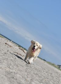 Dog sitting on the beach