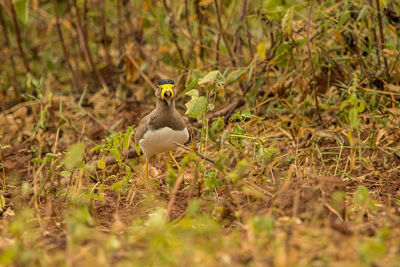 Bird on a field