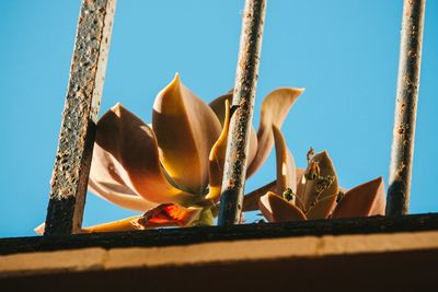 Low angle view of flowers against blue sky