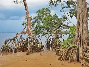 Trees on beach against sky