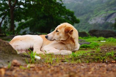 Dog relaxing on field