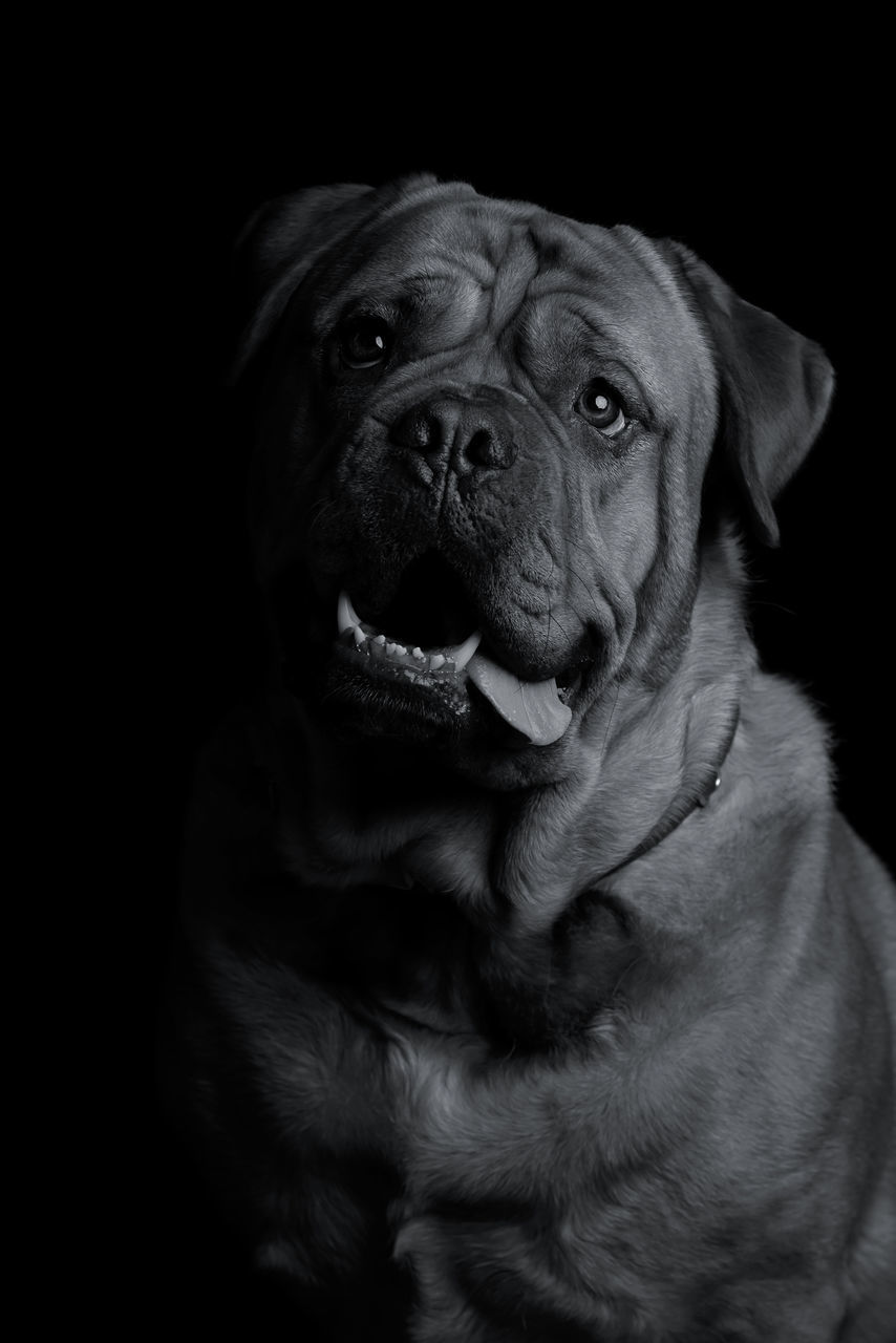 PORTRAIT OF DOG