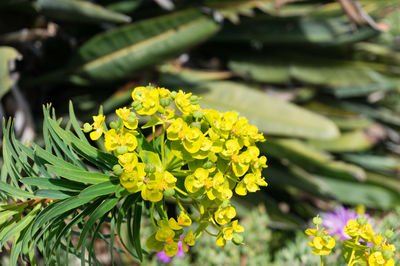 Close-up of yellow flowering plant