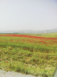 Plants growing on field