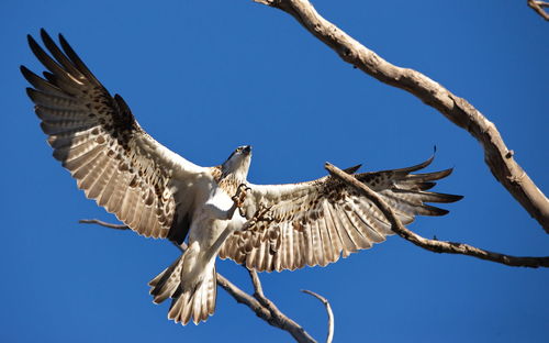 Low angle view of eagle flying against blue sky