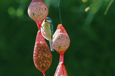 Close-up of bird eating seeds