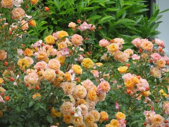 High angle view of flowering plants