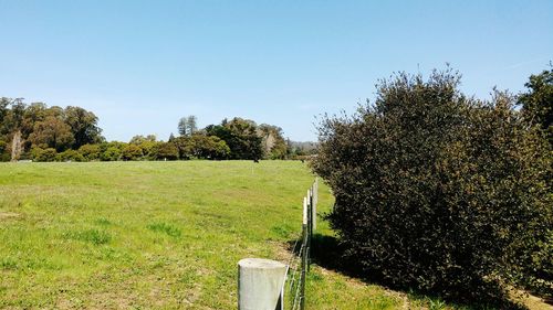 Trees on field against clear sky