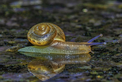 Close-up of snail on leaf