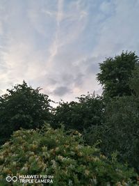 Low angle view of trees against sky