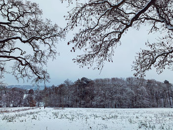 Trees on field against sky during winter