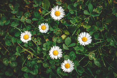 High angle view of daisies blooming outdoors