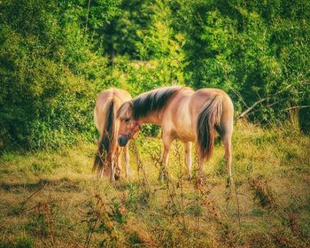 Horse grazing on field