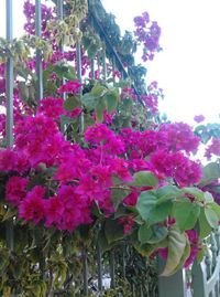 Close-up of pink flowers