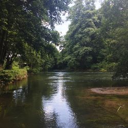 River amidst trees in forest