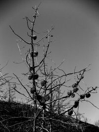 Low angle view of bare tree against clear sky