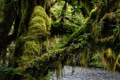 Scenic view of lake in forest