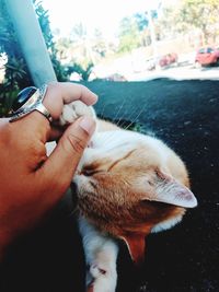 Midsection of person hand with cat