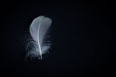 White feather on black background