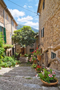 Potted plants on alley amidst buildings