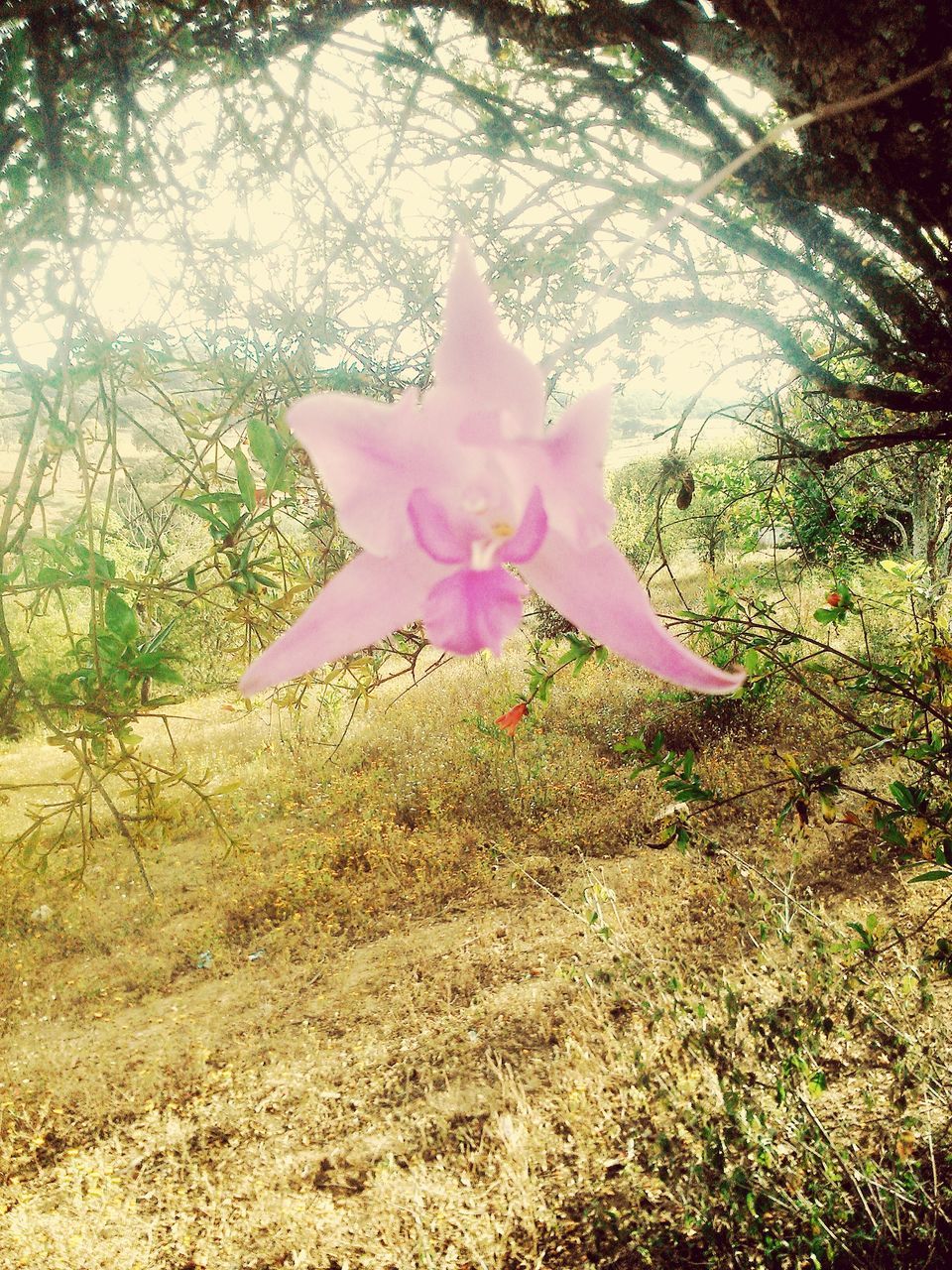 flower, pink color, growth, fragility, petal, nature, leaf, beauty in nature, single flower, plant, close-up, sunlight, field, freshness, day, outdoors, tree, no people, park - man made space, flower head